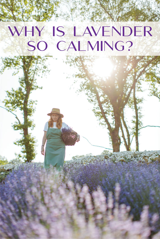 The Timeless Charm and Benefits of Lavender